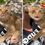 Mačak postao viralan zbog reakcije na ptice tokom šetnje