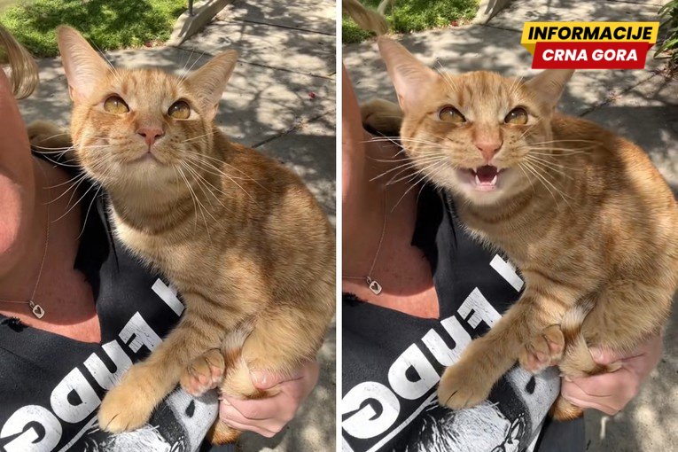 Mačak postao viralan zbog reakcije na ptice tokom šetnje