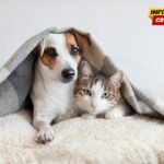 Ljubimci iz Crne Gore u EU bez testa na bjesnilo