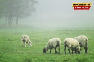 Pokolj ovaca u Čokrlijama: Psi lutalice zaklali 15 ovaca Veselina Brajkovića
