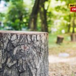 Krivična prijava protiv Bjelopoljca zbog šumske krađe