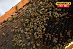Objavljeni pozivi za podršku pčelarima