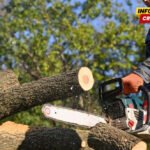 Podnijete krivične prijave zbog šumske krađe