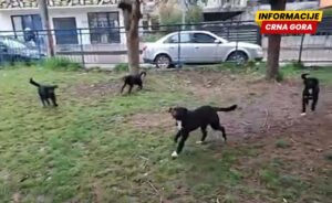 Bijelo Polje: Roditelj u dvorištu OŠ “Marko Miljanov” spriječio napad pasa lutalica na dvije učenice prvog razreda