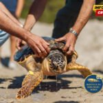 Brzi gliseri u Boki najveća prijetnja kornjačama