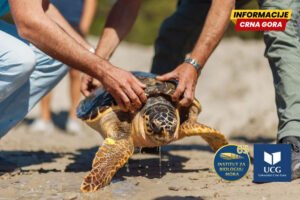 Brzi gliseri u Boki najveća prijetnja kornjačama