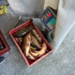 U Golubovcima oduzeta riba zbog nelegalne prodaje, jedna osoba…