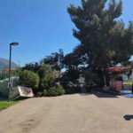 Bar: Stablo se srušilo na šetalištu, Komunalno upozoravalo Morsko dobro na opasnost