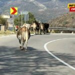 Rok istekao: Tivat izgradio tor, Cetinje i Danilovgrad rade na smještaju lutajućih životinja