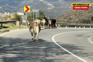 Rok istekao: Tivat izgradio tor, Cetinje i Danilovgrad rade na smještaju lutajućih životinja