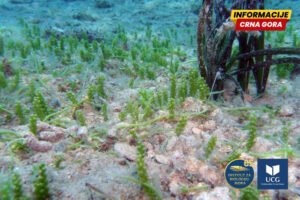 Sve brojnije nove vrste koje nastanjuju naše more: Iz IBMK upozoravaju da se Jadran ubrzano mijenja