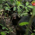 Šimpanze se podijelile u grupe i ubijale jedna drugu – naučnici…