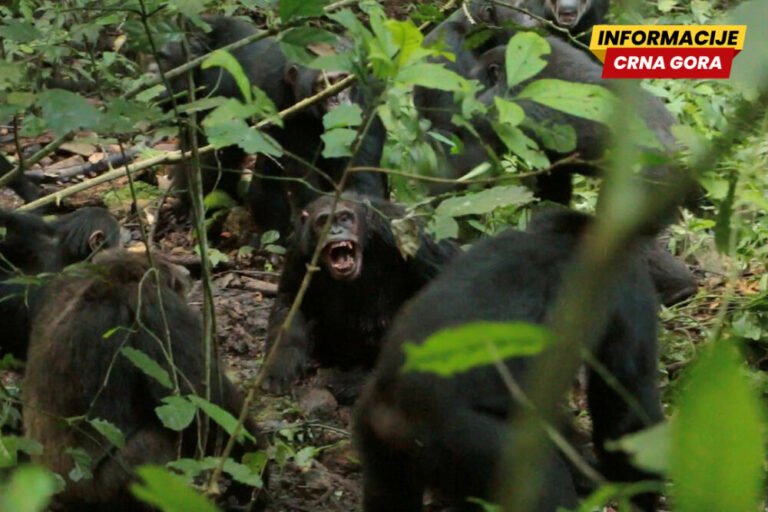 Šimpanze se podijelile u grupe i ubijale jedna drugu - naučnici...