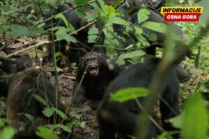 Šimpanze se podijelile u grupe i ubijale jedna drugu - naučnici posmatrali godine smrtonosnog nasilja