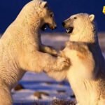 Svijet divljih životinja kroz objektiv preminulog snimatelja…