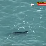 Sredozemna medvjedica uočena u budvanskom akvatorijumu