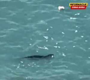 Sredozemna medvjedica uočena u budvanskom akvatorijumu