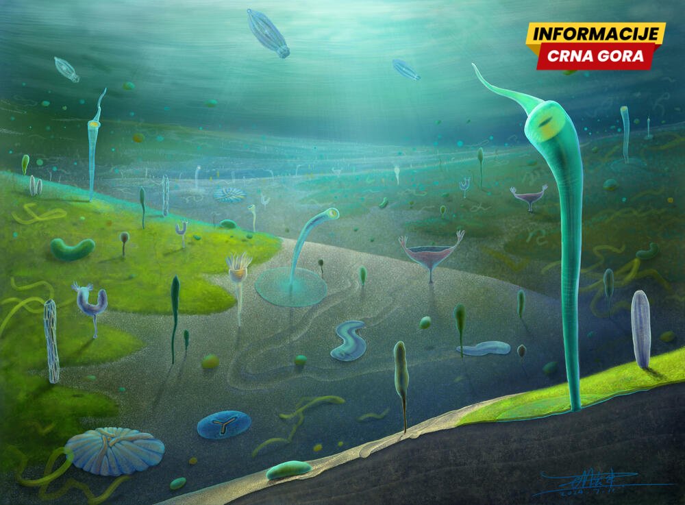 Kineski fosili otkrivaju iskonski nalet evolucije životinja