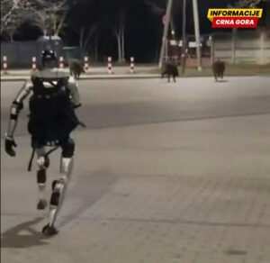 Humanoidni robot u jurnjavi za krdom divljih svinja u Varšavi