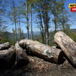 Lučić dao ostavku u „Crna Gora šumama”