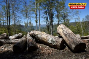 Lučić dao ostavku u „Crna Gora šumama”