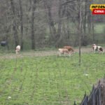 Leković: Stoka se nekontrolisano kreće javnim površinama u Pavinom…