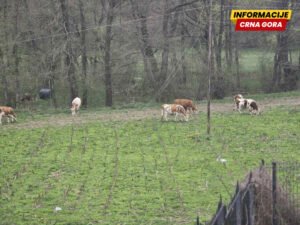 Leković: Stoka se nekontrolisano kreće javnim površinama u Pavinom…