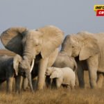 Otkriveni genetski problemi kod izolovanih populacija afričkih…