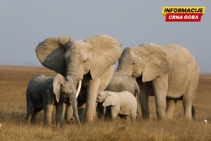 Otkriveni genetski problemi kod izolovanih populacija afričkih…