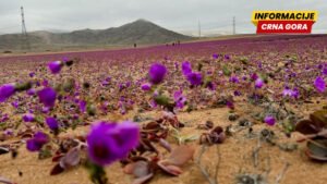 Može li čovjek da ozeleni pustinje