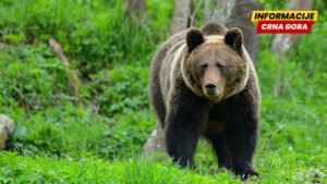 Medvjed ubio ženu u Poljskoj