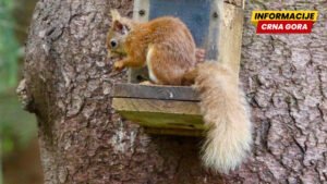 “Jezička greška”: Festival prirode pomiješali sa nudističkim događajem