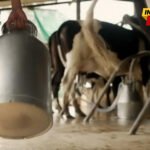 Za prosutim mlijekom vrijedi plakati