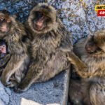 Majmuni na Gibraltaru pronašli pametan način da izbjegnu bolove u stomaku od nezdrave hrane