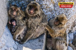 Majmuni na Gibraltaru pronašli pametan način da izbjegnu bolove u stomaku od nezdrave hrane
