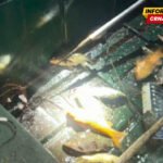 Krivolov na Skadarskom jezeru ne prestaje uprkos zabrani: Za tri meseca 37 prijava