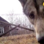 Černobilj i oblast između dvije Koreje postale raj za divlje…