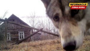 Černobilj i oblast između dvije Koreje postale raj za divlje…