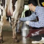 Mlijeko će se slati na preradu u Leskovac?