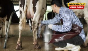 Mlijeko će se slati na preradu u Leskovac?
