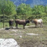 Opština Tivat: Grube neistine i namjerno plasiranje dezinformacija