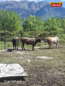 Opština Tivat: Grube neistine i namjerno plasiranje dezinformacija