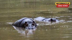 Kolumbijci ne znaju šta će s nilskim konjima koje je u zemlju doneo Pablo Eskobar