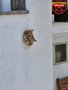 Šta sve mačka može?