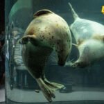 Nezapamćen zločin u Japanu: Bacio telo supruge u spalionicu zoološkog vrta