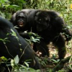 Kako to rade naši najbliži rođaci: razdor i rat kod šimpanzi