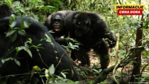 Kako to rade naši najbliži rođaci: razdor i rat kod šimpanzi