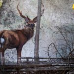 Četrdeset godina Černobilja – povratak u Pripjat