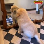 Štene zlatnog retrivera prvi put ugledalo svoj odraz u ogledalu, snimak je hit