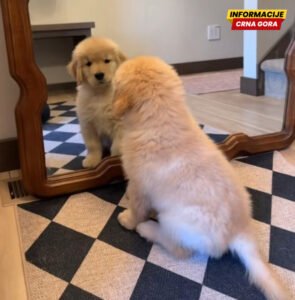 Štene zlatnog retrivera prvi put ugledalo svoj odraz u ogledalu, snimak je hit